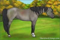 Horse Color:Grullo Sabino 