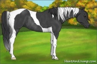 Horse Color:Black Tobiano Rabicano 