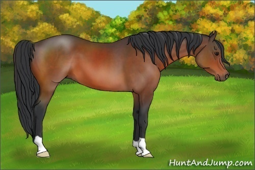Horse Color: Bay 