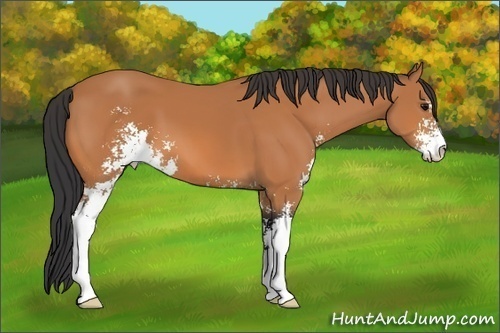 Horse Color: Bay Sabino 