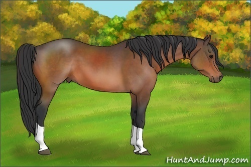 Horse Color: Bay Sabino Tobiano 