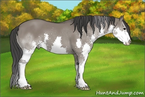 Horse Color: Grullo Splash 
