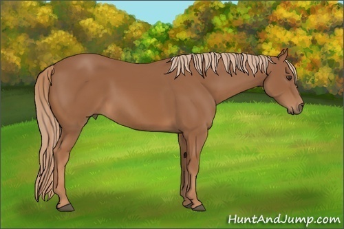 Horse Color: Chestnut 