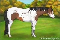 Horse Color:Bay Sabino Tobiano 