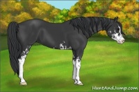 Horse Color:Black Sabino 