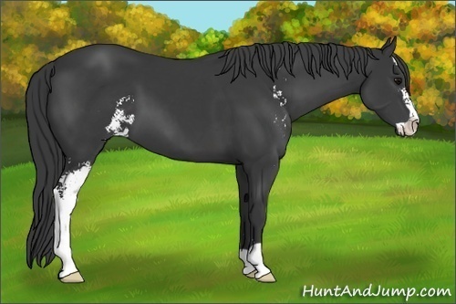 Horse Color: Black Sabino 