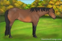 Horse Color:Bay Sabino 
