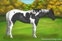 Horse Color:Black Sabino Tobiano 