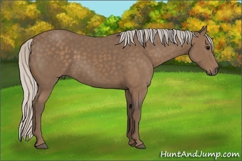 Horse Color: Silver Black 