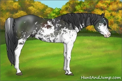 Horse Color: Black Sabino 