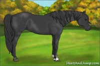 Horse Color:Black Sabino 