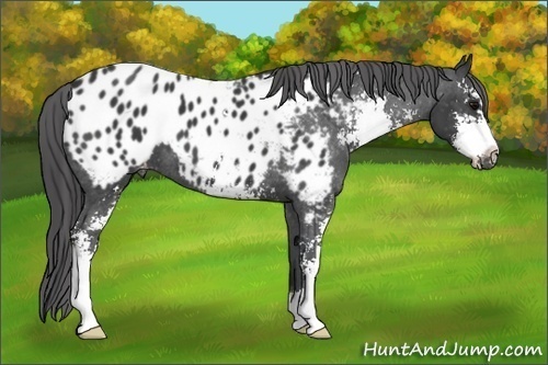 Horse Color: Black Sabino Blanket 