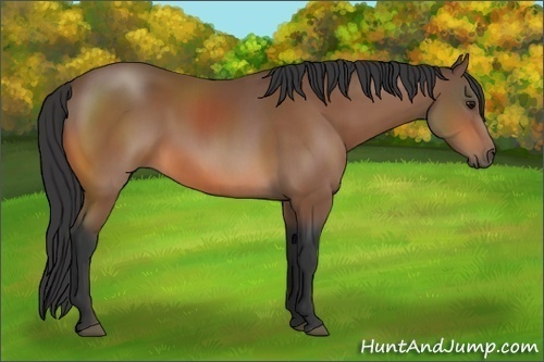 Horse Color: Bay Sabino 