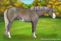 Horse Color:Silver Black Sabino 