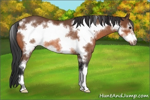 Horse Color: Bay Sabino Frame Rabicano 