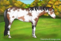 Horse Color:Bay Sabino Frame Rabicano 