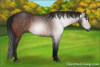 Horse Color:Gray Bay Sabino 