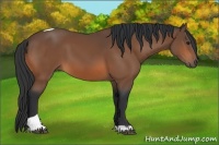 Horse Color:Bay Tobiano 