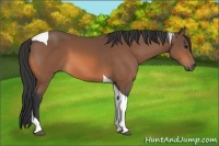 Horse Color:Bay Tobiano 