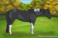 Horse Color:Black Tobiano 