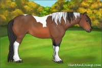 Horse Color:Bay Sabino Tobiano 