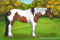 Horse Color:Brown Tobiano 