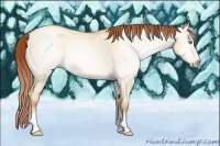 Horse Color:Gray Amber Cream Champagne Pearl Dun Tobiano Rabicano 