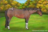 Horse Color:Bay Tobiano Blanket 