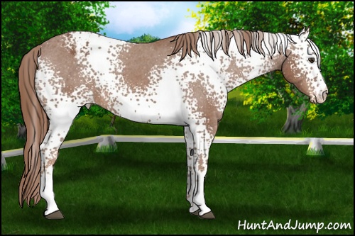 Horse Color: White Spotted Chestnut Varnish 