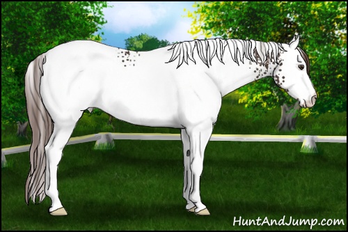 Horse Color: White Spotted Liver Chestnut 