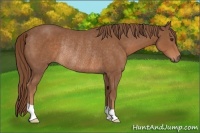 Horse Color:Chestnut Rabicano 