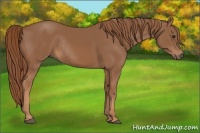 Horse Color:Chestnut Rabicano 