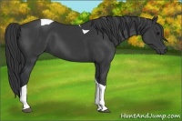 Horse Color:Black Tobiano 