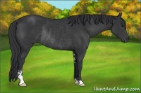 Horse Color:Black Sabino Rabicano 