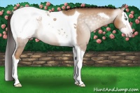 Horse Color:Gray Amber Champagne Splash Tobiano Snowcap 