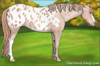 Horse Color:Gold Champagne Appaloosa 