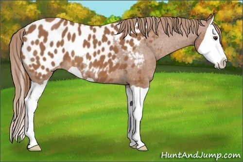 Horse Color: Chestnut Splash Blanket 