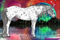 Horse Color:White Spotted Black Splash Tobiano Frame Appaloosa