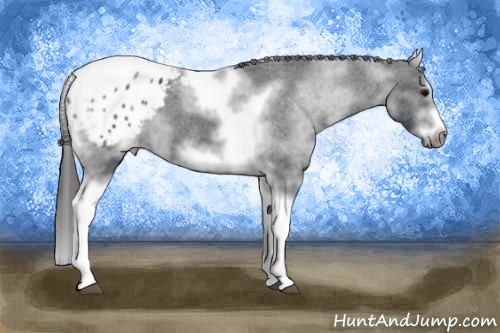 Horse Color: White Spotted Black Splash Tobiano Frame Blanket 