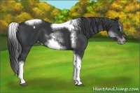 Horse Color:White Spotted Black Splash Tobiano Frame Appaloosa 