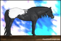 Horse Color:Brown Appaloosa 