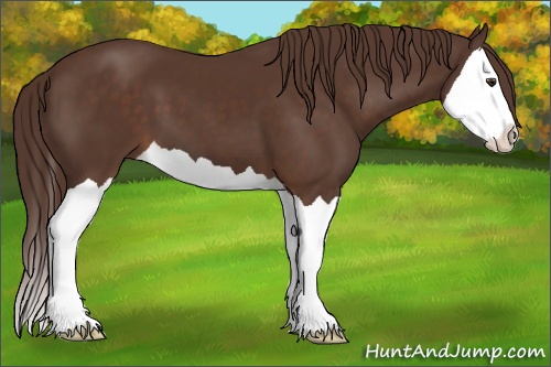 Horse Color:Liver Chestnut Splash 