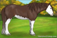 Horse Color:Liver Chestnut Splash
