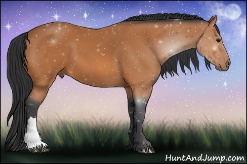 Horse Color: Bay 