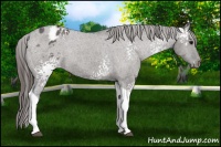 Horse Color:White Spotted Grullo Tobiano Varnish 