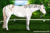 Horse Color:White Spotted Red Dun Frame Varnish 