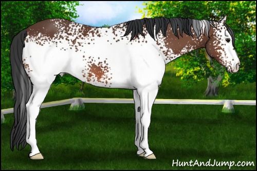 Horse Color: White Spotted Bay 