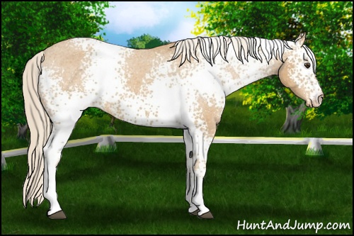 Horse Color: White Spotted Palomino Varnish 