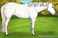 Horse Color:White Spotted Buckskin Dun Appaloosa 