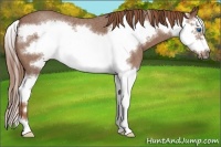 Horse Color:Red Roan Splash Frame 